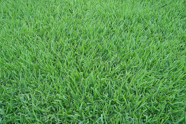 Onde Comprar Grama Esmeralda em Pará de Minas
