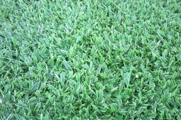 Onde Comprar Grama São Carlos em Pará de Minas