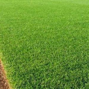 Onde Comprar Grama Bermudas em Pará de Minas
