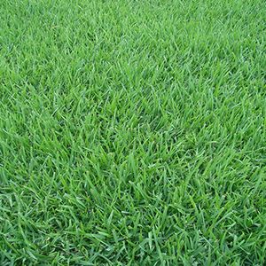 Onde Comprar Grama Esmeralda em Pará de Minas