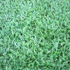 Onde Comprar Grama São Carlos em Pará de Minas